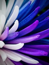 Close-up of purple crocus flower