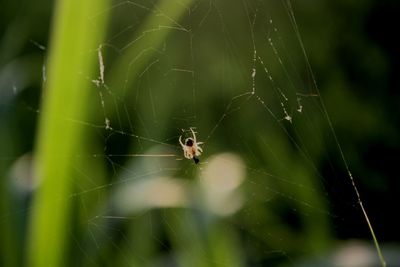 Close-up of spider on web