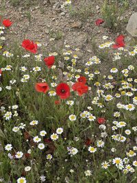 High angle view of red flowering plants on field