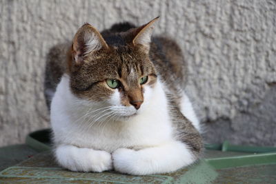 Close-up portrait of cat