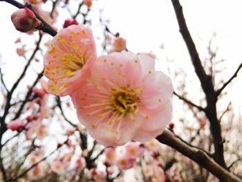 Close-up of pink flowers on tree