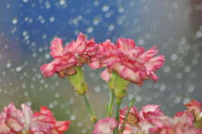 Close-up of pink flowers in pond