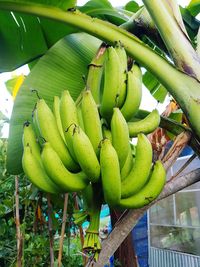 Green fruits growing on tree