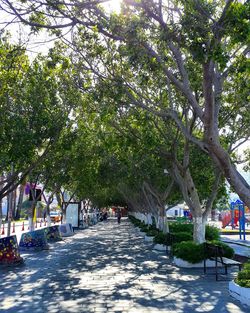 Footpath amidst trees in park