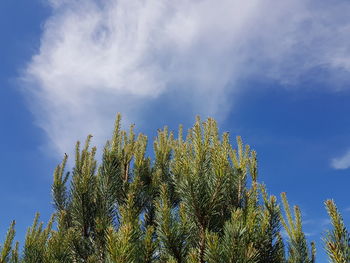 Low angle view of trees against sky