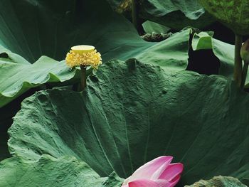 Close-up of flowers