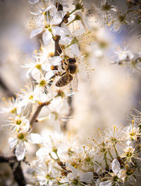 Bee looking for some food