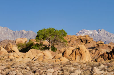 Lone tree in alabama hills with the eastern sierra mountains in the background