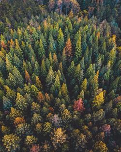 High angle view of pine tree in forest