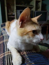 Close-up of cat sitting at home