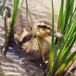 Close-up of duck on plant