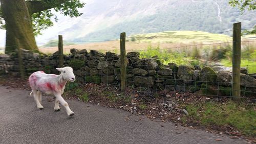 Dog standing by fence against mountain