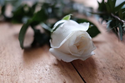 Close-up of white rose on table