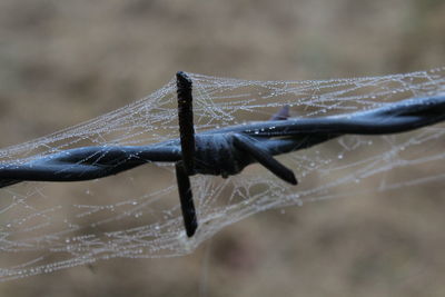 Close-up of spider on web