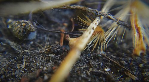 Close-up of animal