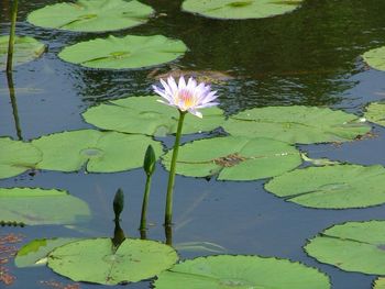 water lily