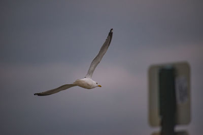 Low angle view of seagull flying