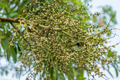 Low angle view of berries growing on tree