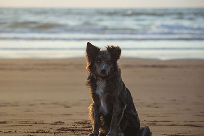 A dog is sitting on the beach, looking out at the ocean. the scene is peaceful and serene