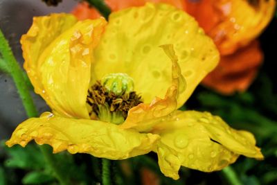 Close-up of wet yellow flower blooming outdoors