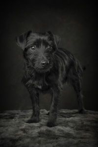 Close-up portrait of black dog