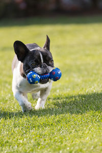 A cute black and white french bulldog. portrait with cute expression in the wrinkled face.