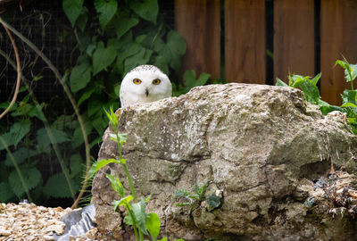 Bird perching on rock