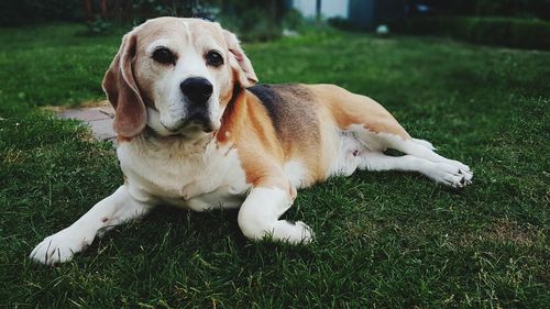 Portrait of dog resting on field