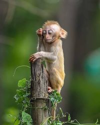 Monkey sitting on wooden post