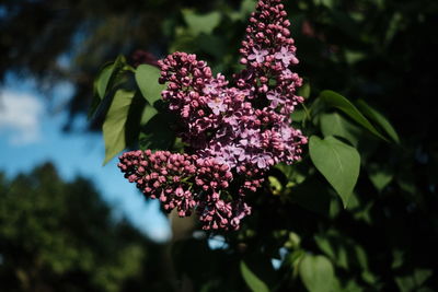 Close-up of pink flowering plant