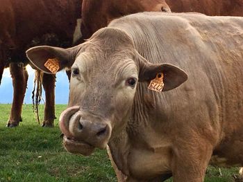 Portrait of cow on field