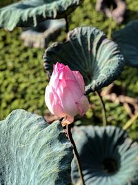 Close-up of pink rose flower