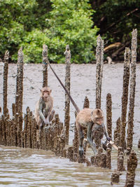 Monkeys on a lake