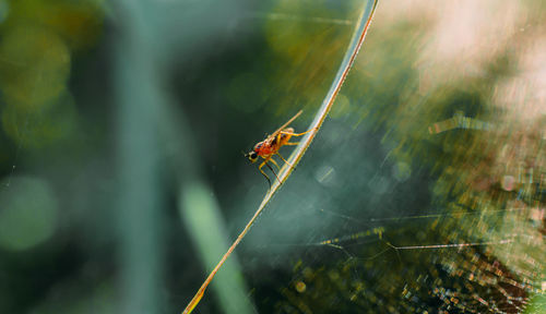 Close-up of flyer on the spider web