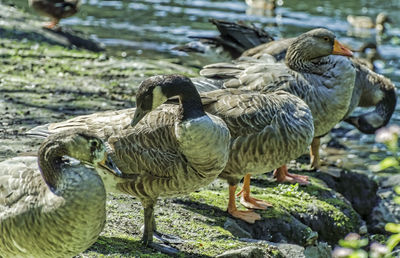 Geese perching on riverbank