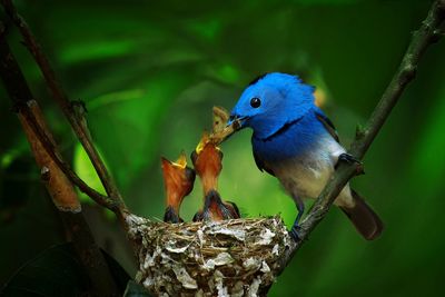 Close-up of bird perching on branch