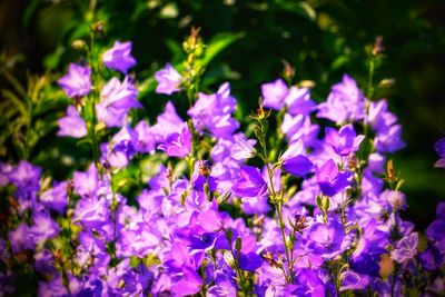 Close-up of purple flowering plants