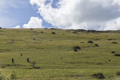 Sheep grazing on field against sky