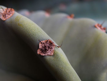 Close-up of insect on flower