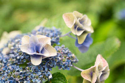 Close-up of white hydrangea flowers