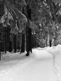 Snow covered land and trees in forest