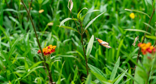 Close-up of butterfly pollinating on flower