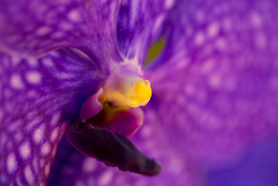 Close-up of purple flowering plant