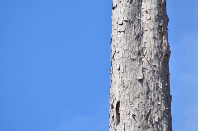 Low angle view of tree trunk against clear blue sky