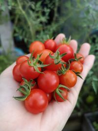 A handful of organic tomatoes