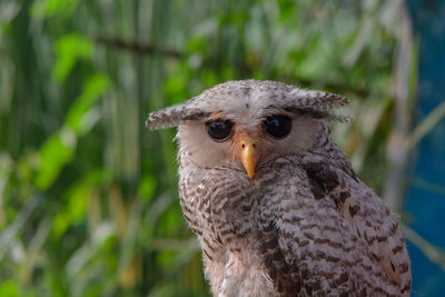 Close-up portrait of owl