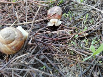 High angle view of snail on land