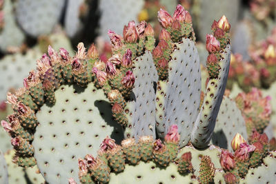 Close-up of cactus plant