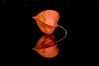 Physalis with reflection against black background