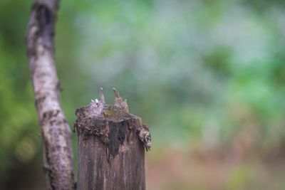 Bird perching on wooden post